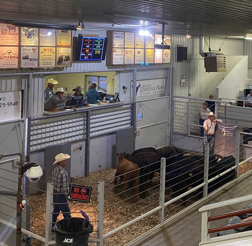 buffalo-livestock-sale-barn-buffalo-wyoming