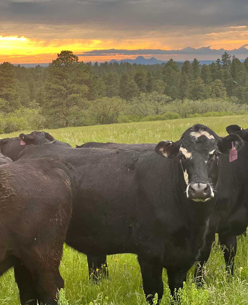 livestock-auction-near-me