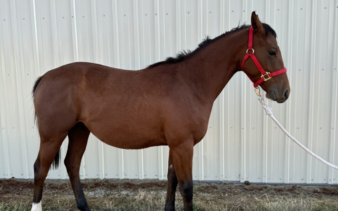 Registered Yearling Stud Colt