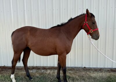 Registered Yearling Stud Colt