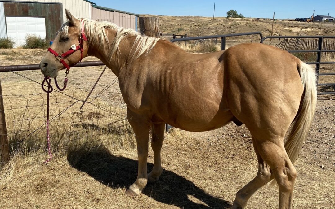 17 YO Grade Palomino Gelding