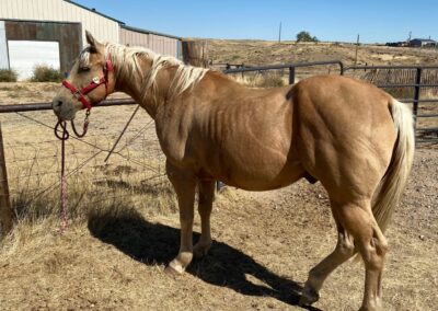 17 YO Grade Palomino Gelding