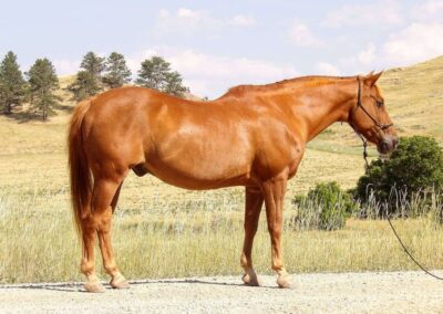 18 YO Sorrel Pony Cross Gelding