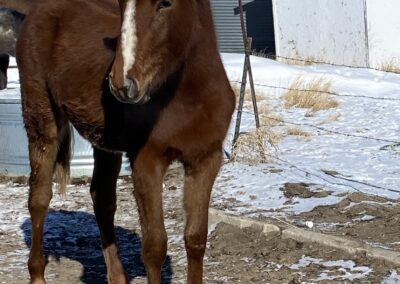 Yearling Grade Filly