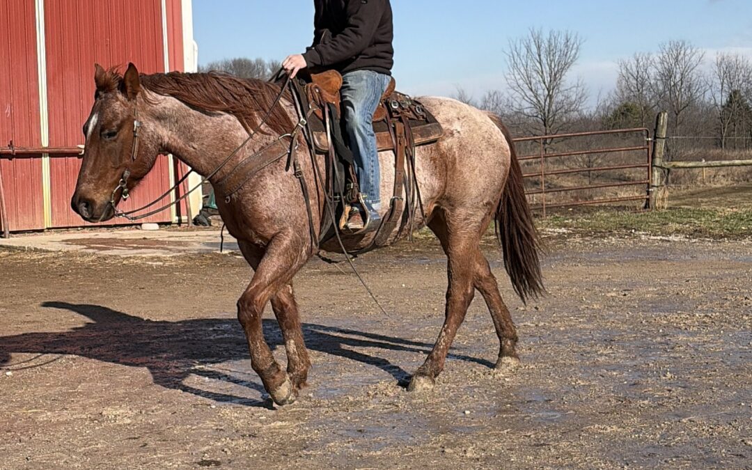 Roan – 7 Yr Old Grade Red Roan Gelding