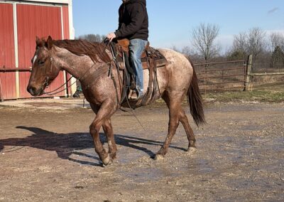 Roan – 7 Yr Old Grade Red Roan Gelding