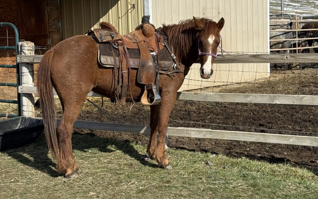 Roxy – 5 Yr Old Sorrel Qtr Pony Mare
