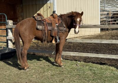 Roxy – 5 Yr Old Sorrel Qtr Pony Mare
