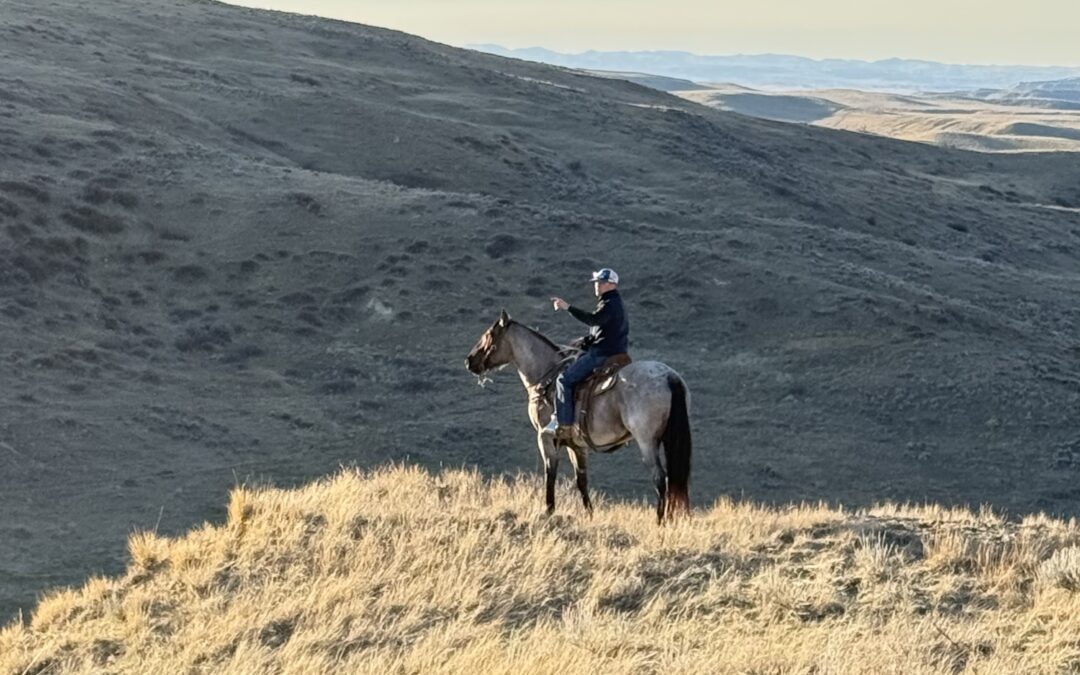 Pix – 5 Yr Old Reg Grulla Roan Gelding