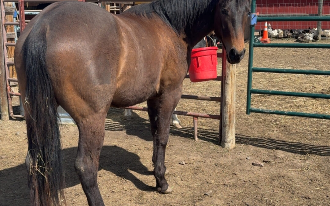 Boon – 3 Yr Old Reg AQHA Gelding