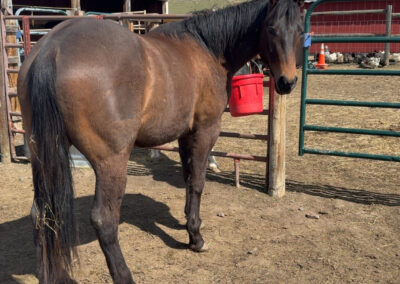 Boon – 3 Yr Old Reg AQHA Gelding
