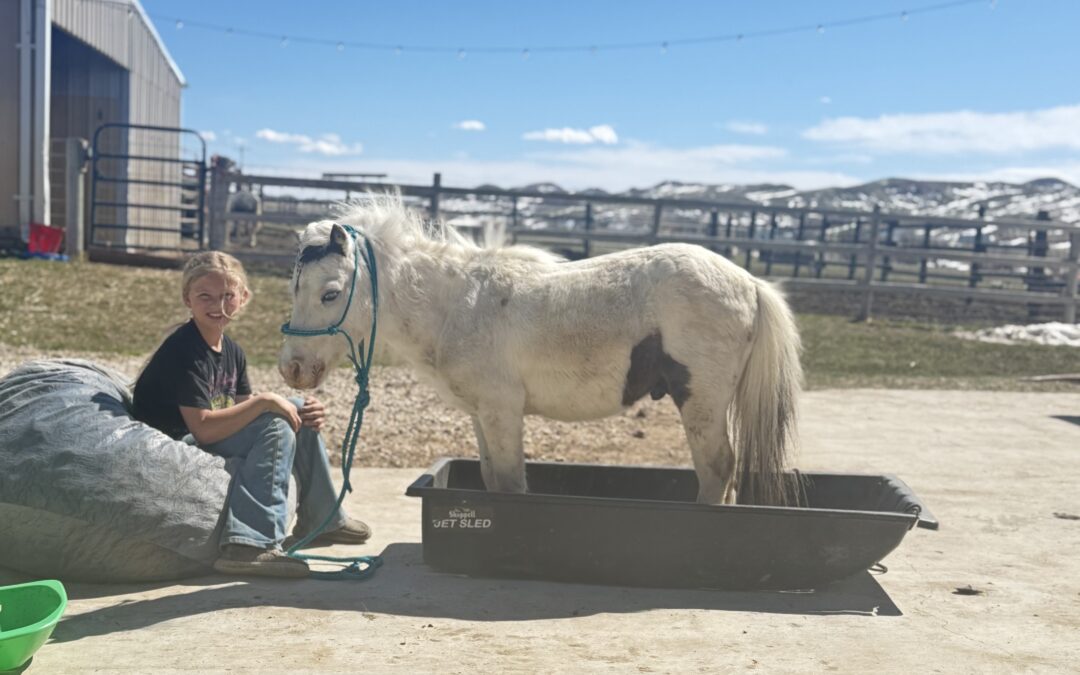 Indy – 5 Yr Old Medicine Hat Paint Pony
