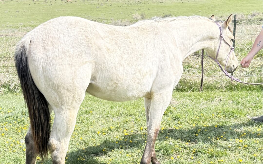Mitchevious Gal – 1 Yr Old Buckskin Filly