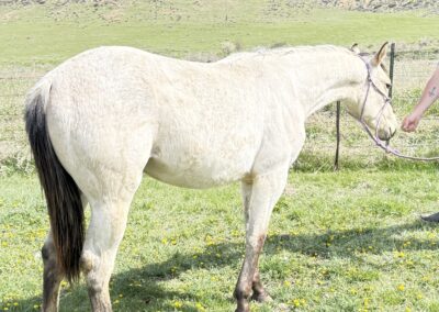 Mitchevious Gal – 1 Yr Old Buckskin Filly