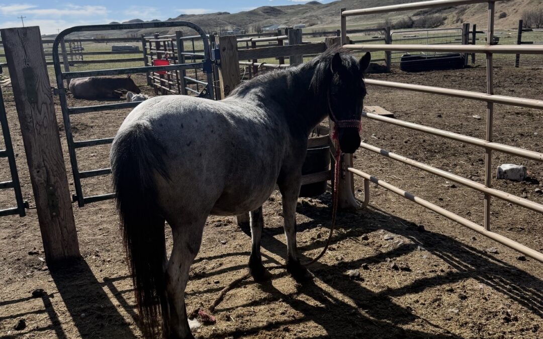Bonnie – 5 Yr Old Blue Roan Qrtr Pony