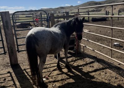 Bonnie – 5 Yr Old Blue Roan Qrtr Pony