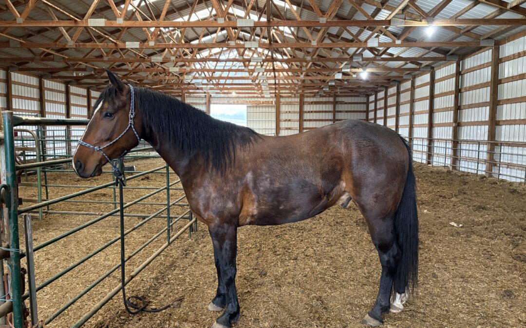 Maverick – 5 Yr Old Bay Gelding