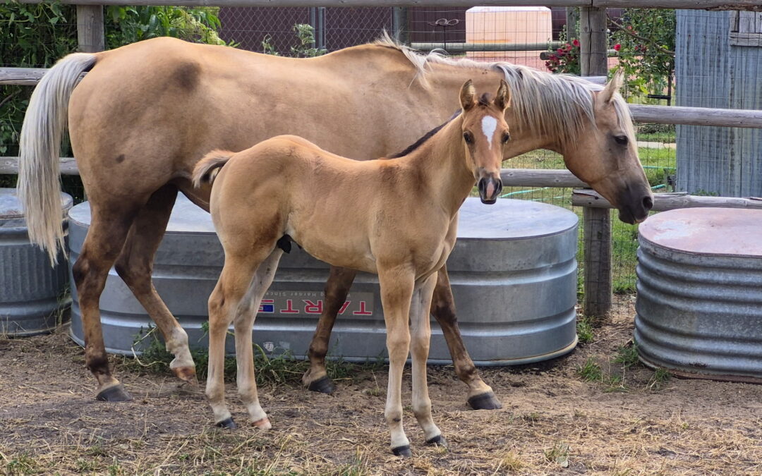 Winnie & Whip: 19 year old mare/2 month foal