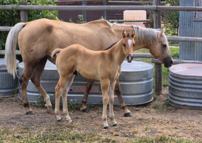 Winnie & Whip: 19 year old mare/2 month foal