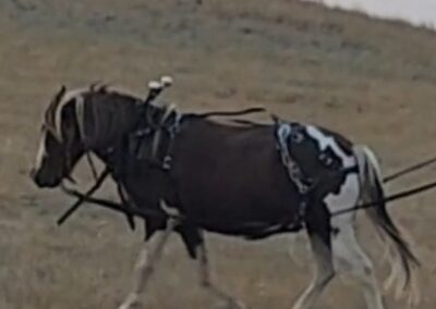 Bravo: 6 year old Shetland Pony
