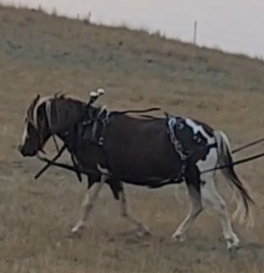 Bravo: 6 year old Shetland Pony