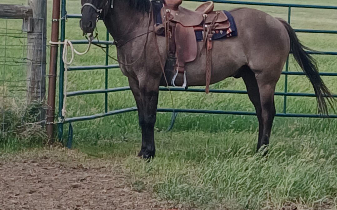 Whiskey: 13 year old Gelding