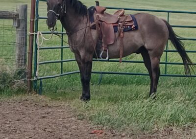 Whiskey: 13 year old Gelding